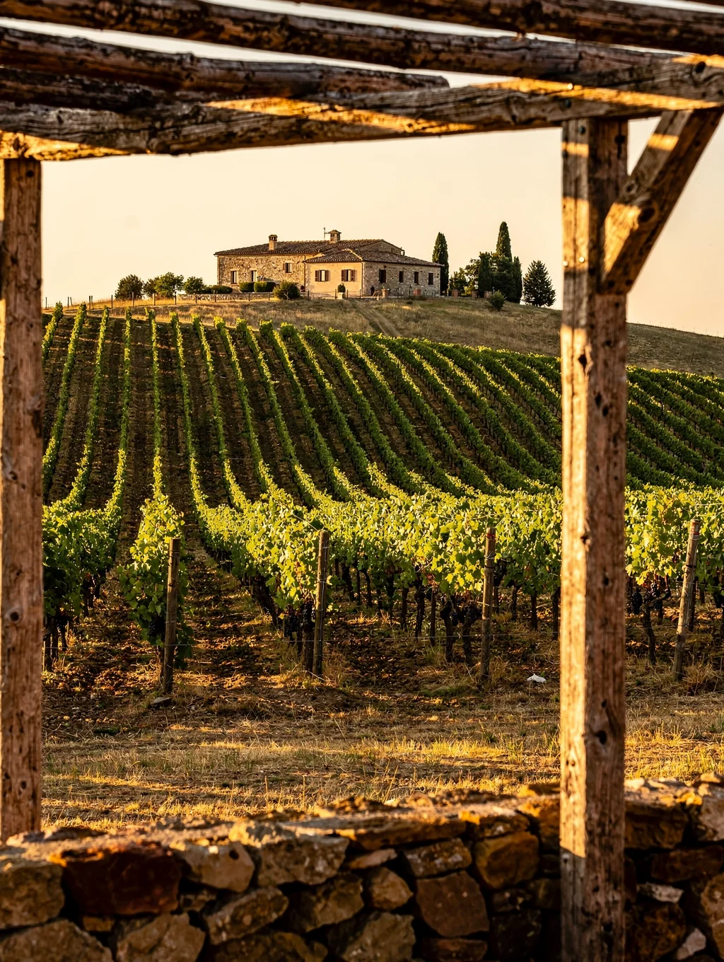 Vineyard landscape in California